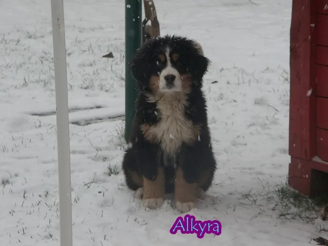 A-alom