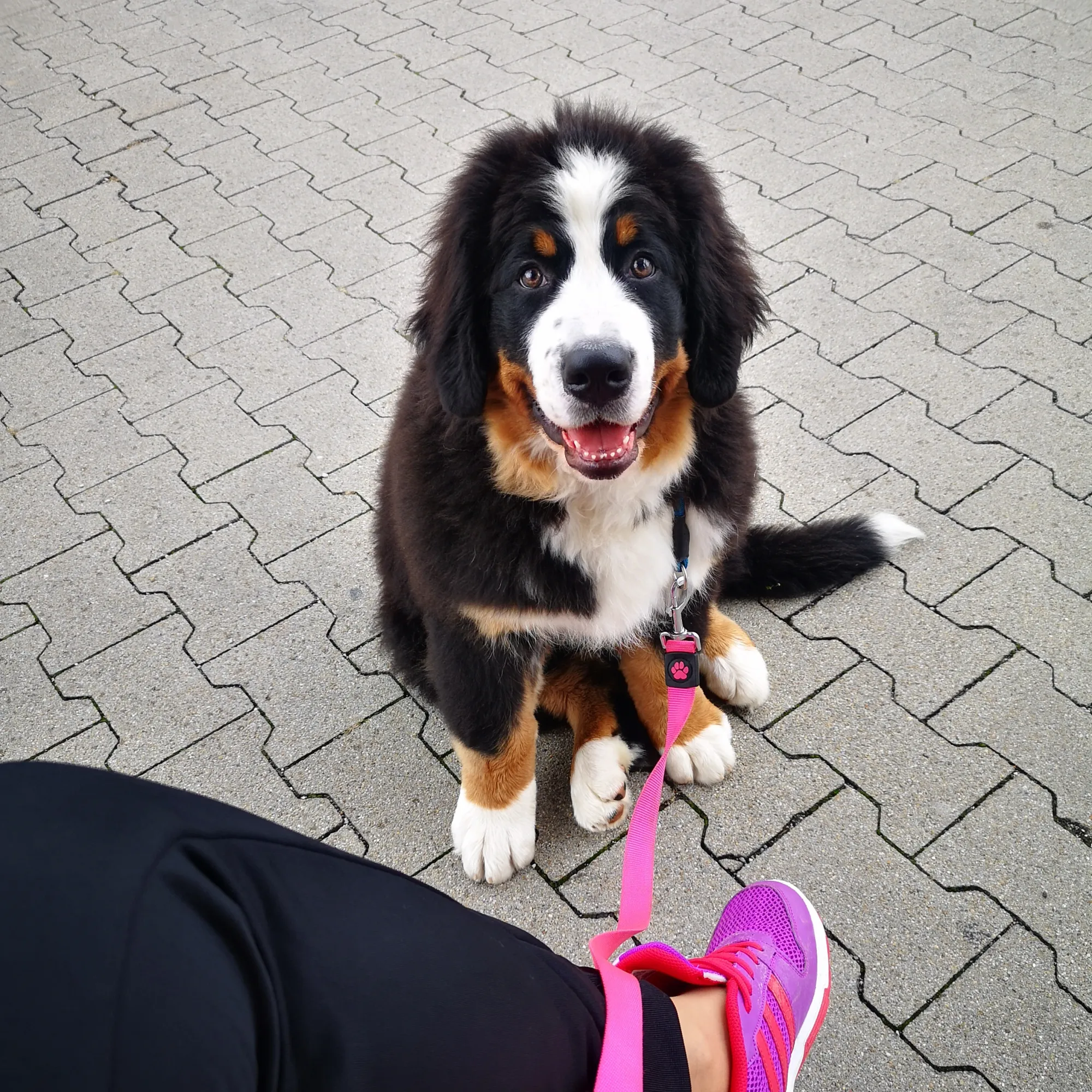 Dasha