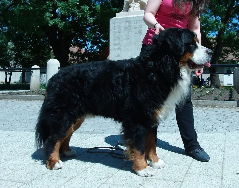 Azték