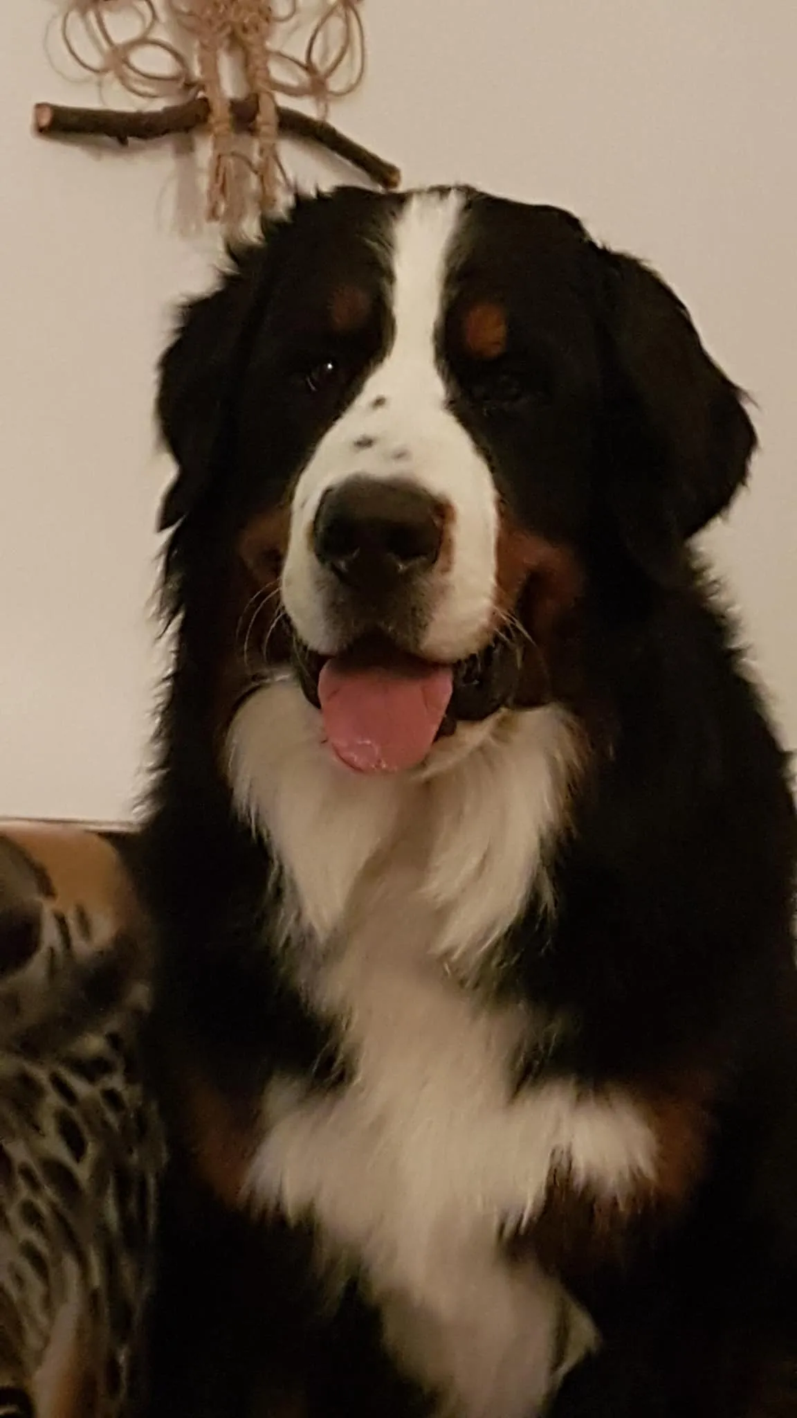 Boris