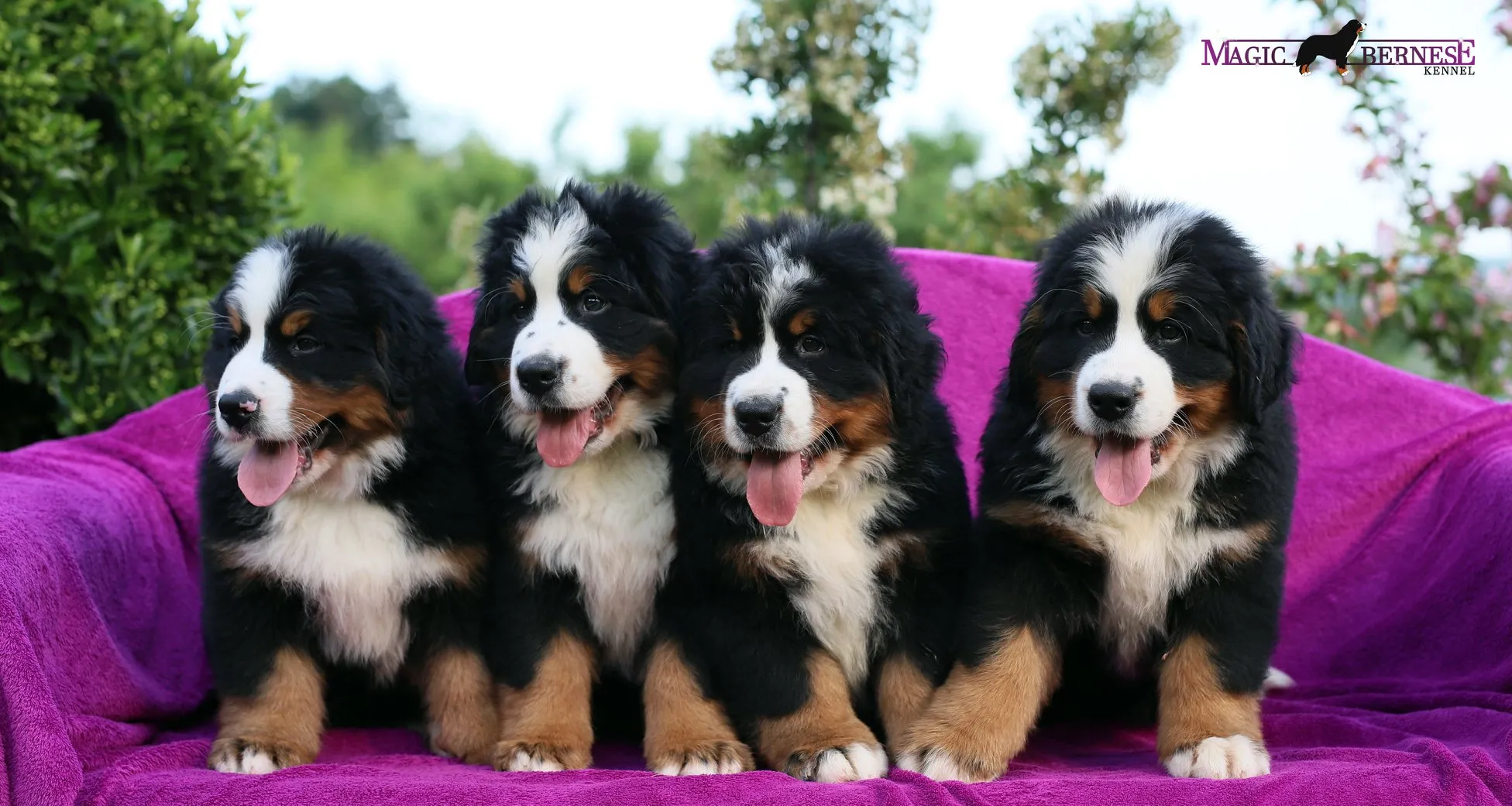 Daithi Magic Bernese