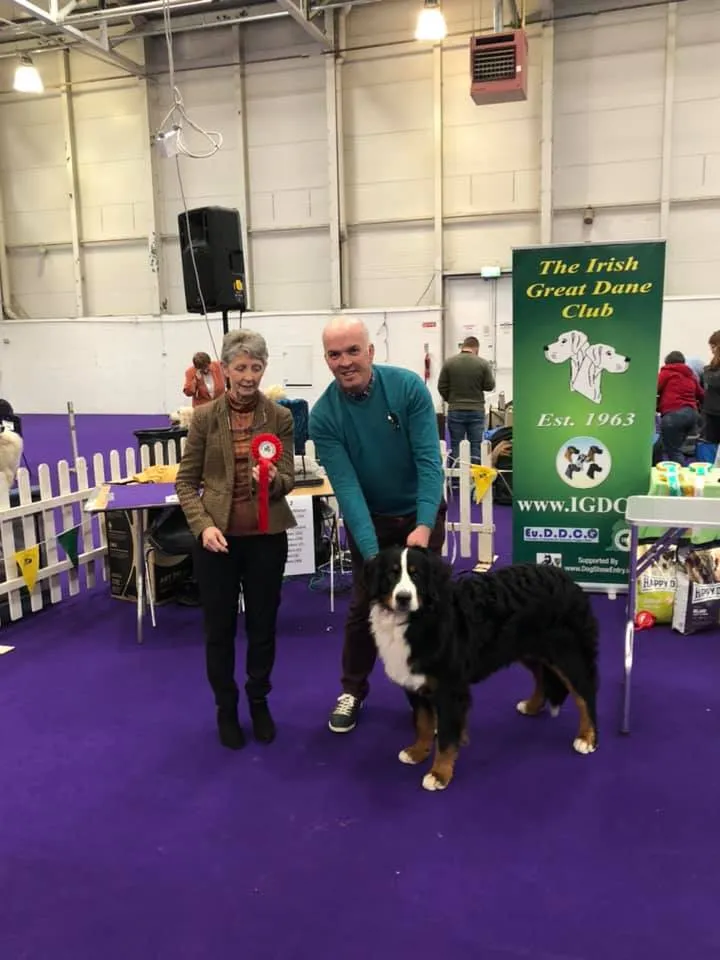 Daithi Magic Bernese