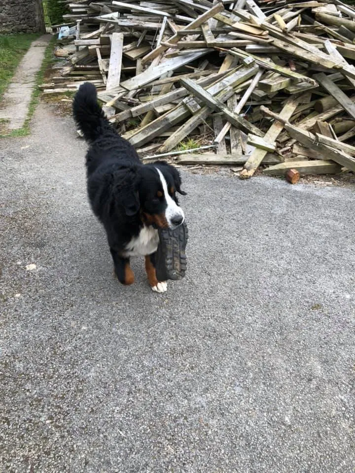 Daithi Magic Bernese