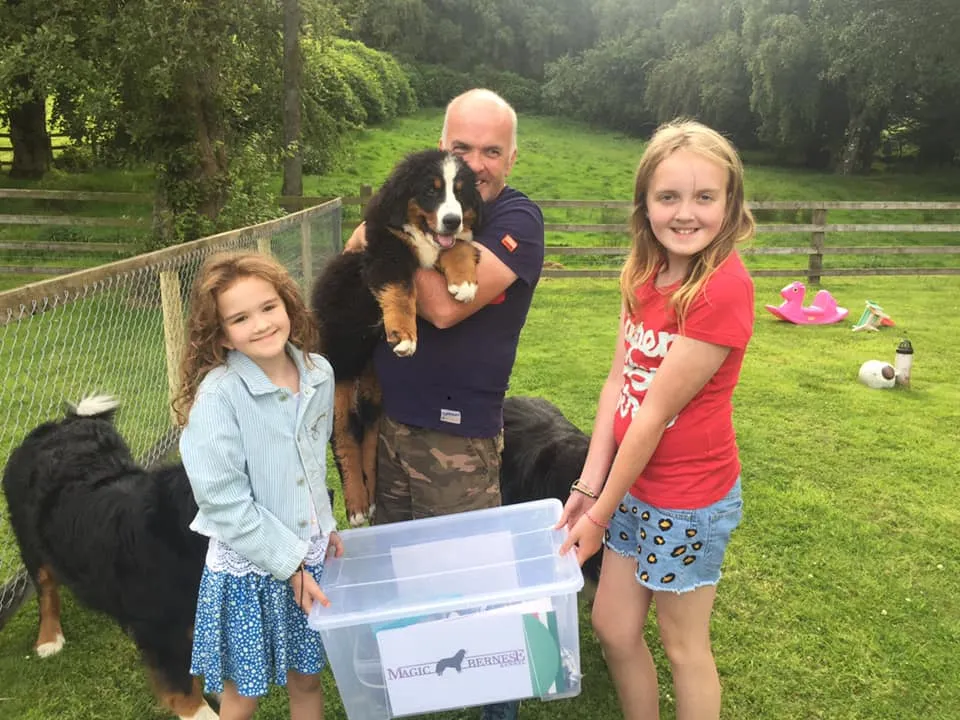 Daithi Magic Bernese