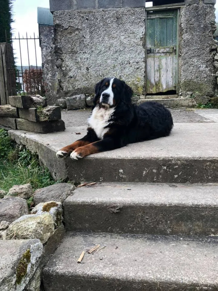 Daithi Magic Bernese