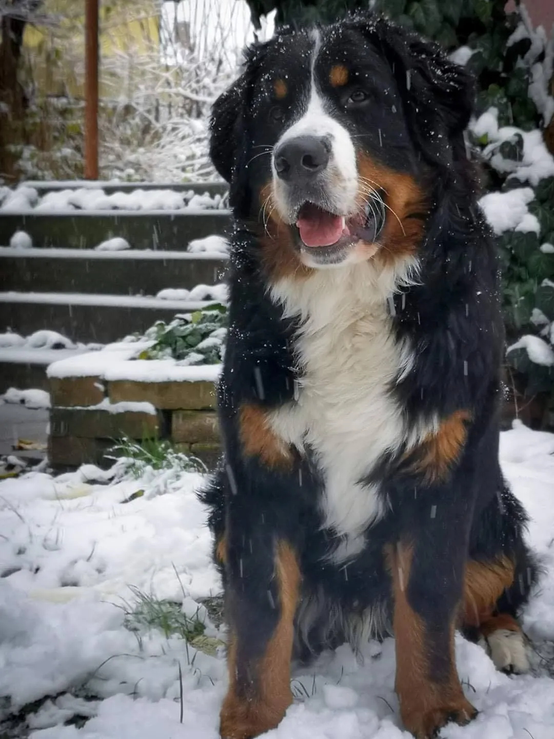 Dagda