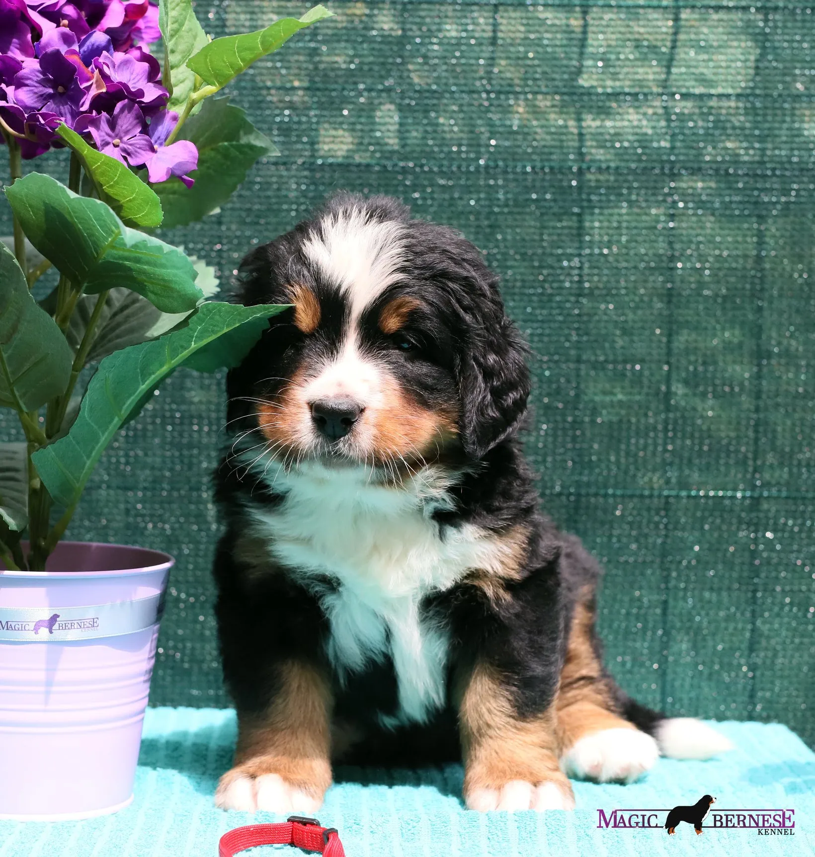 Daisy "Luna"
