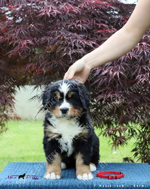 Daisy "Luna"