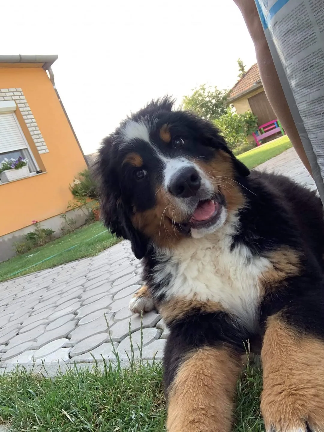 Daisy "Luna"