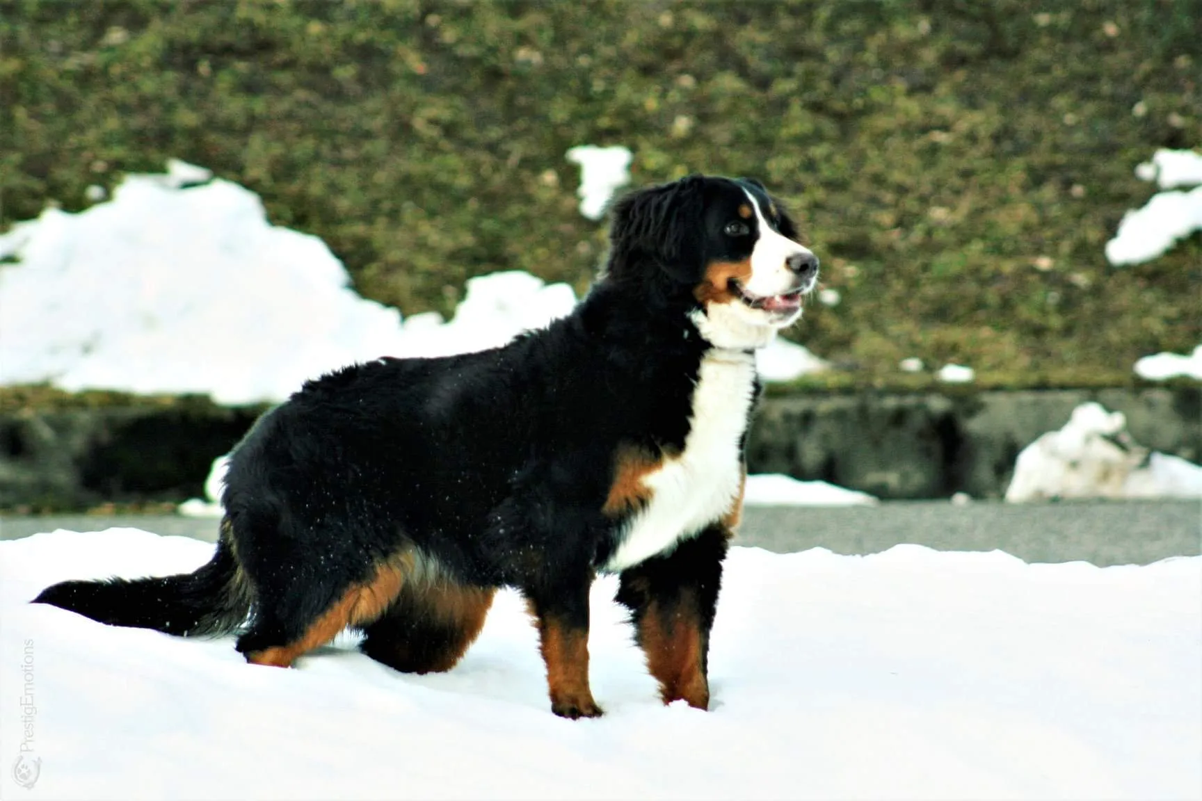 Draga-Angyal