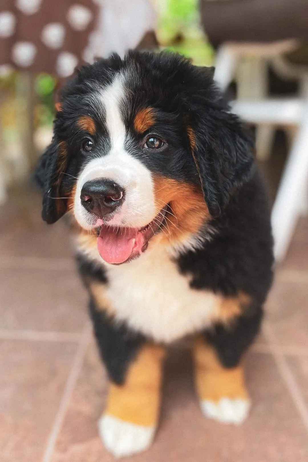 Félix