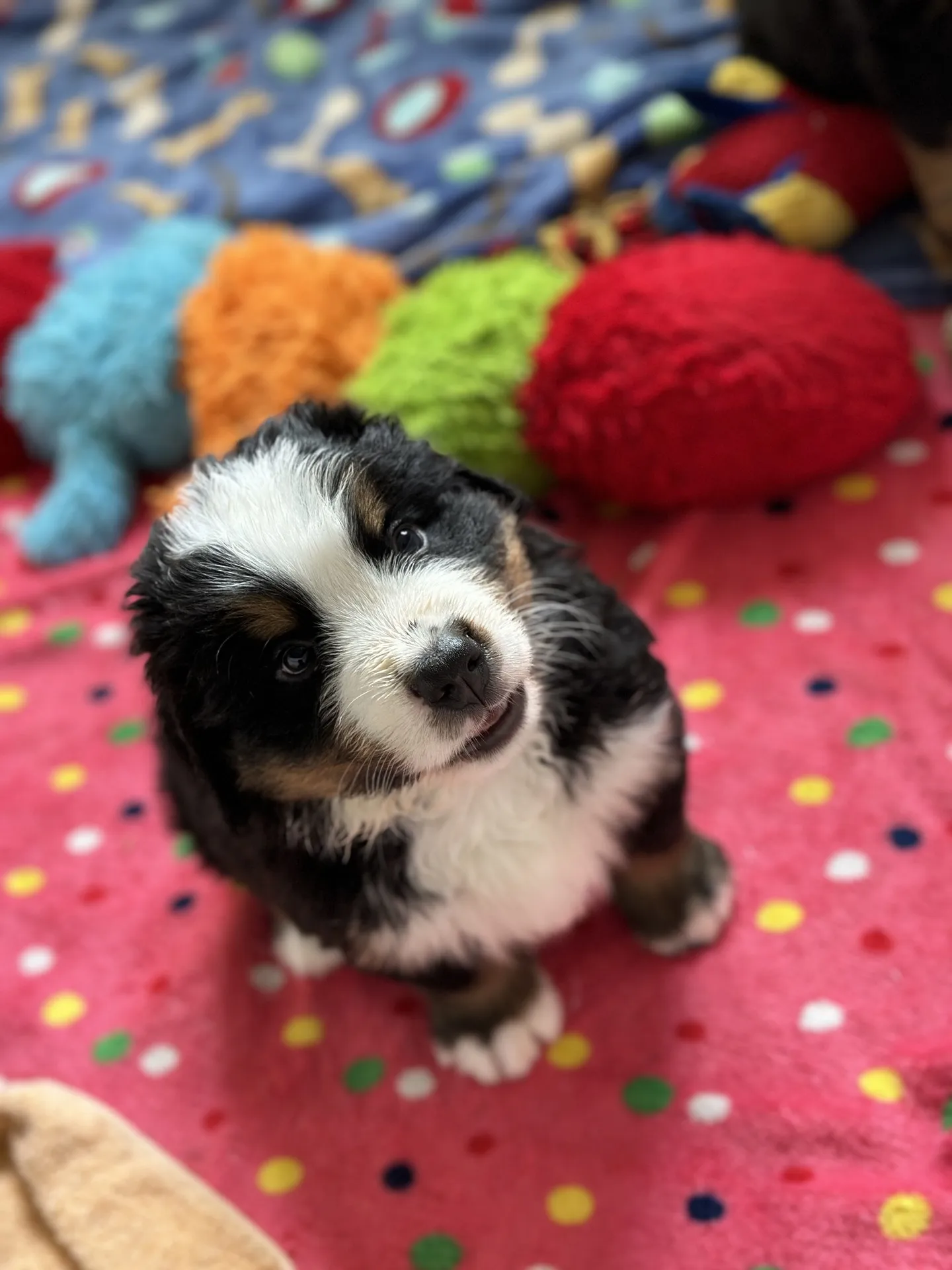 Pumba