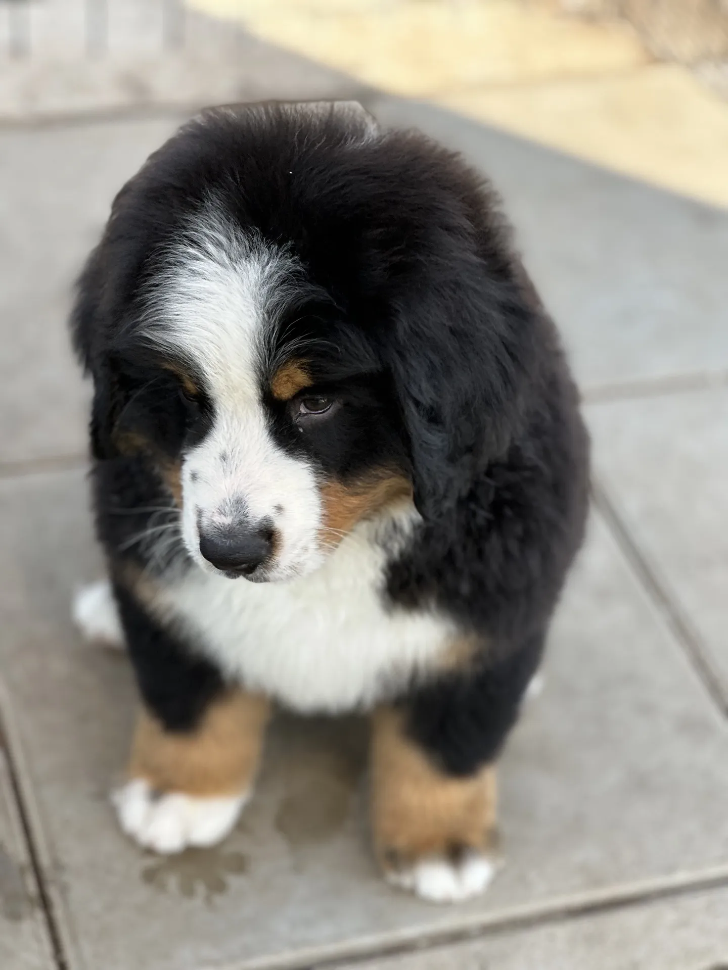 Pumba