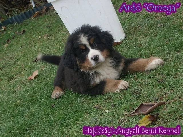 Ardó