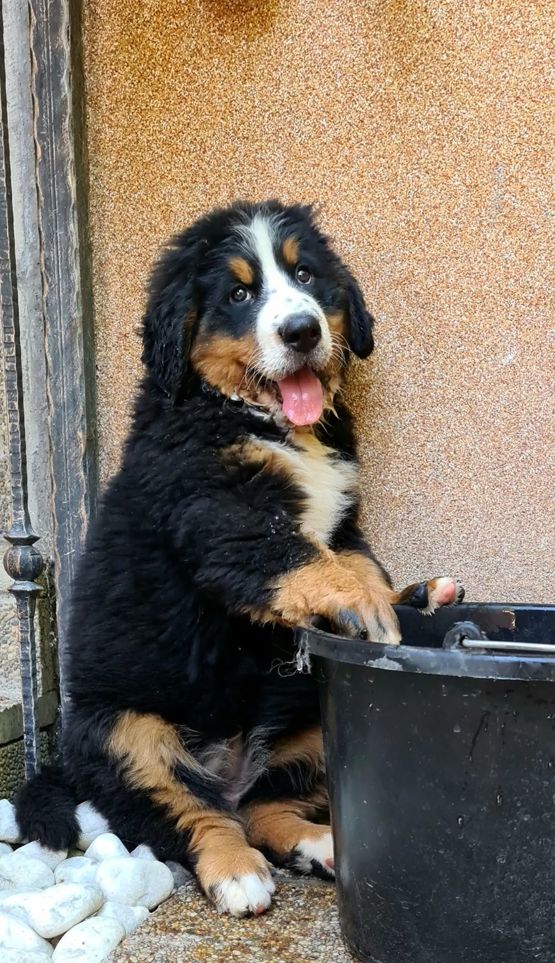 Janka