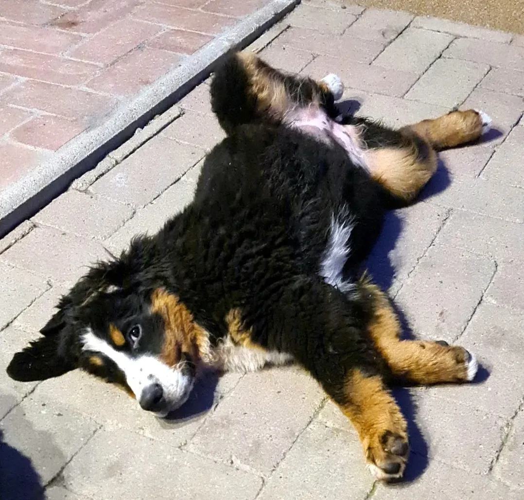 Janka