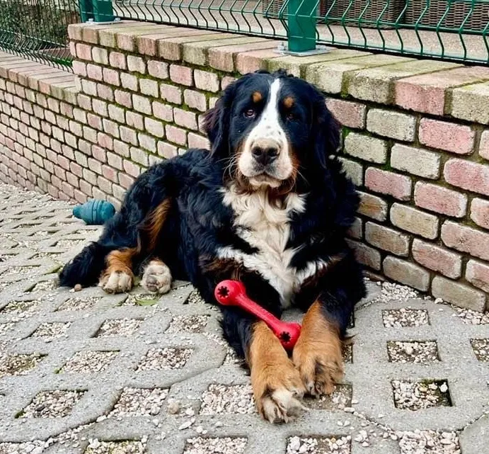 Janka