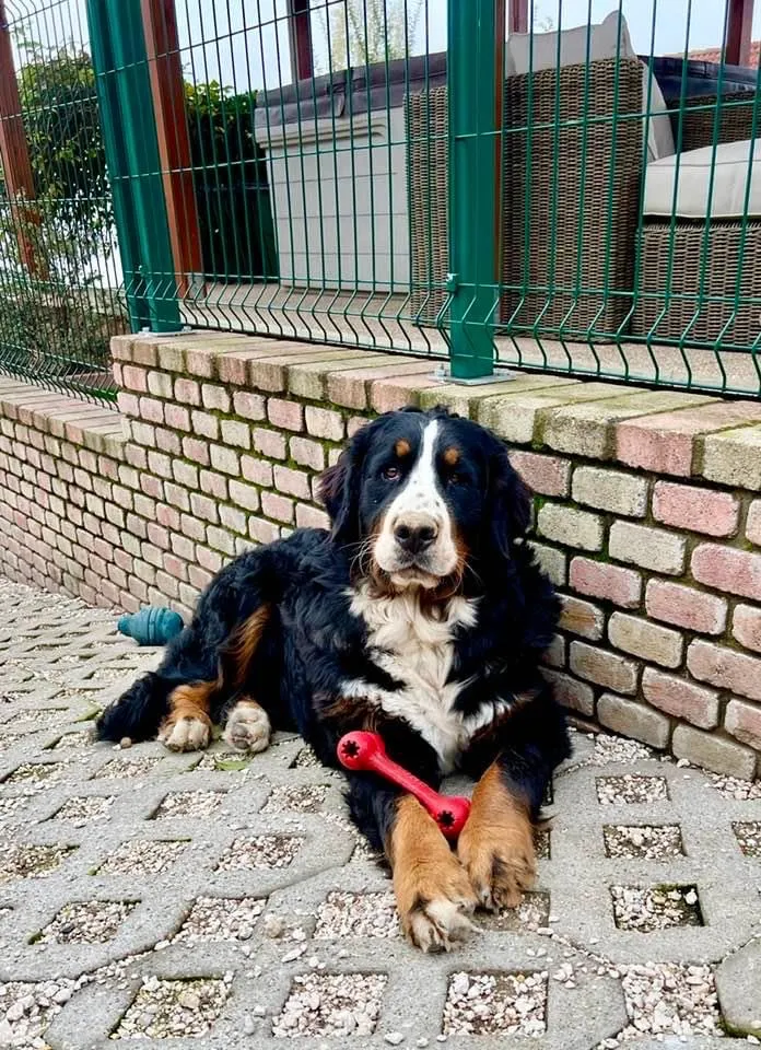 Janka