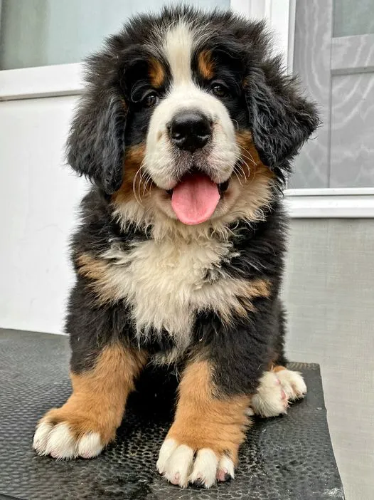 Kyara