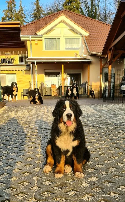 Kyara