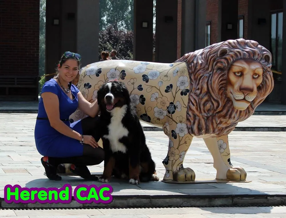 Herend CAC