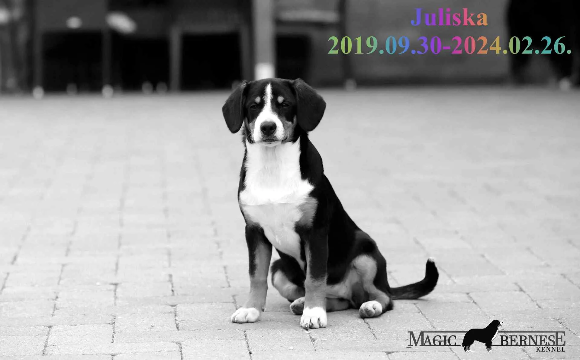 Juliska
