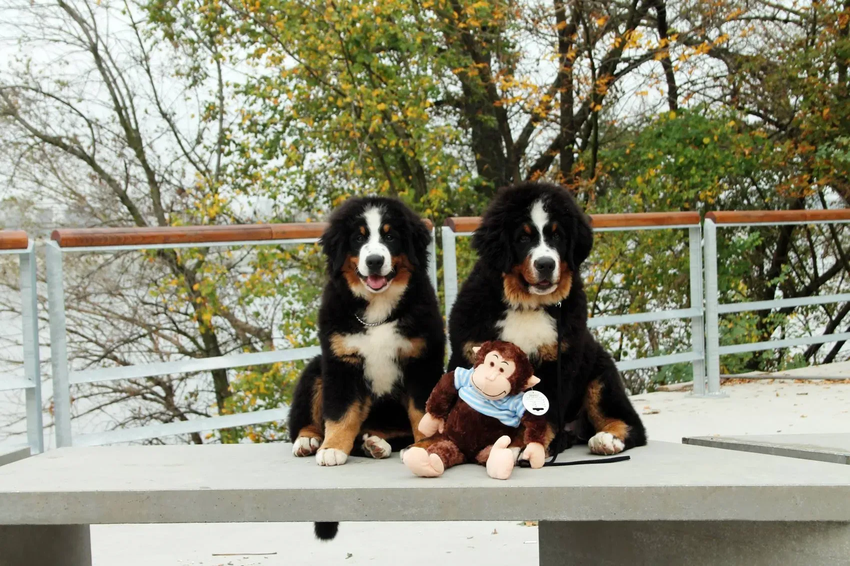 Komárom CACIB