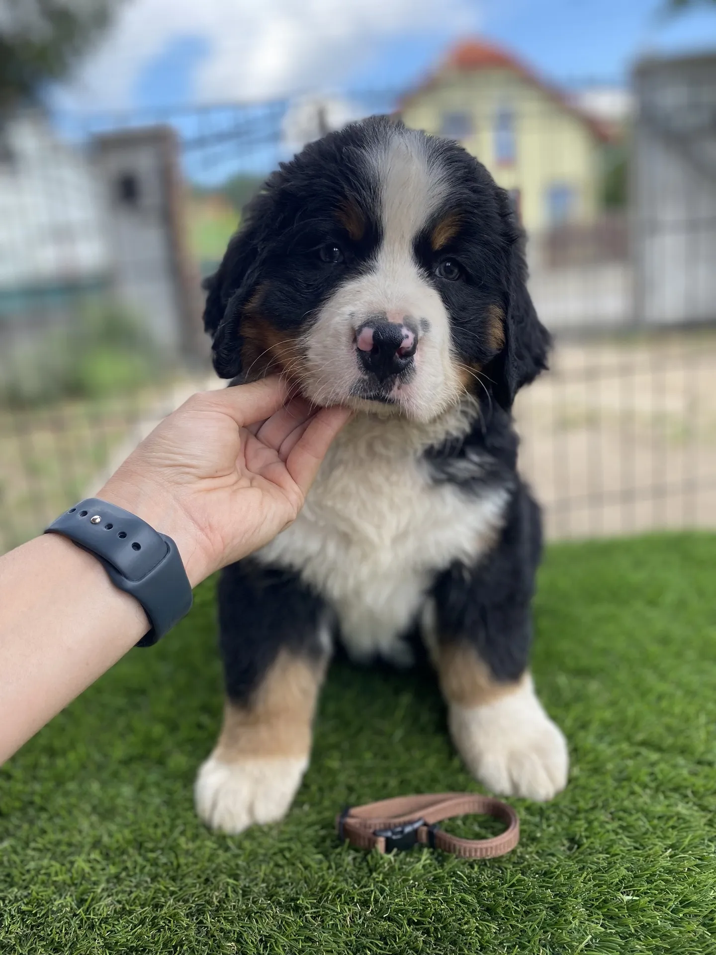 Oreo