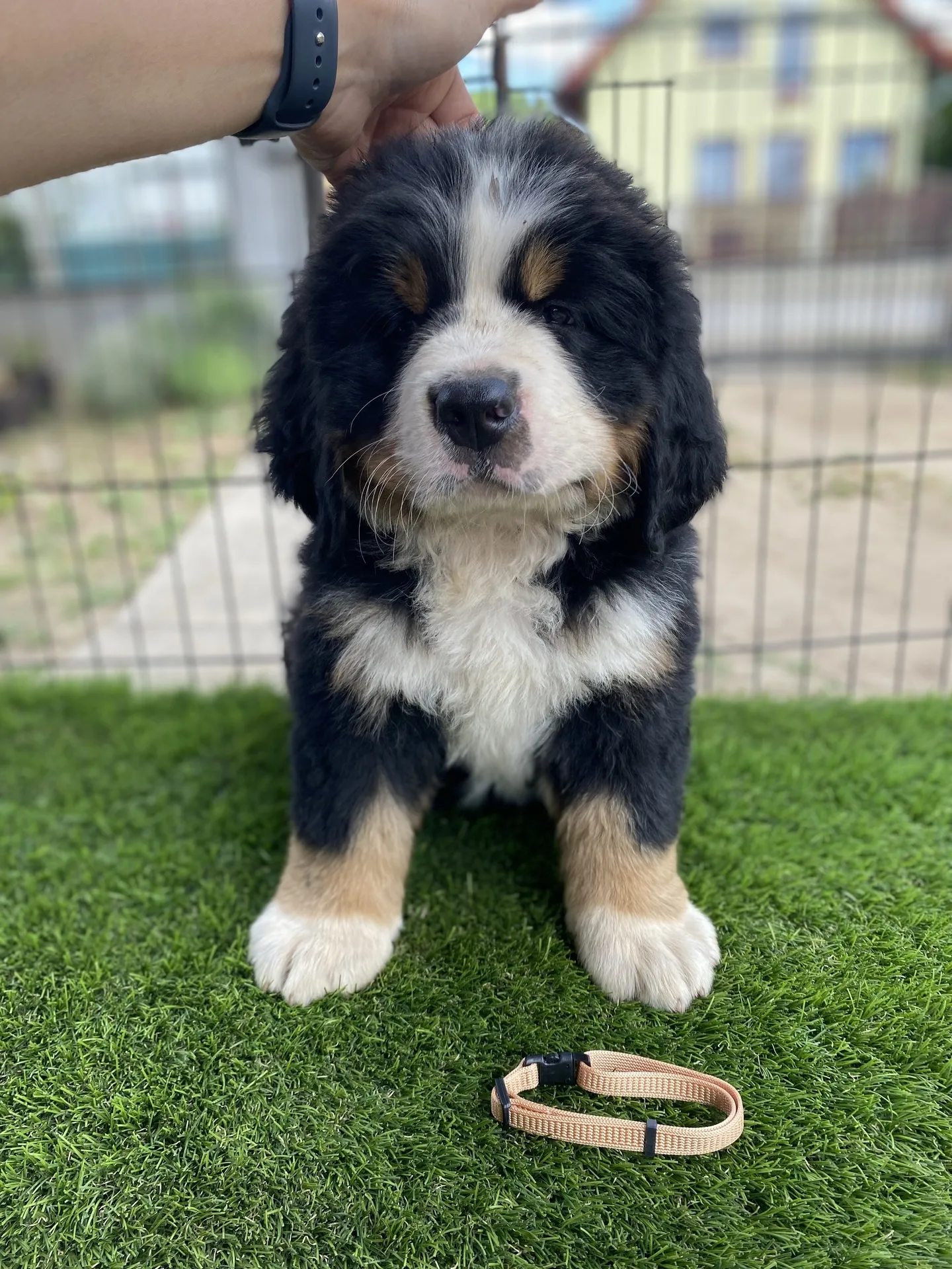 Odin Brúnó