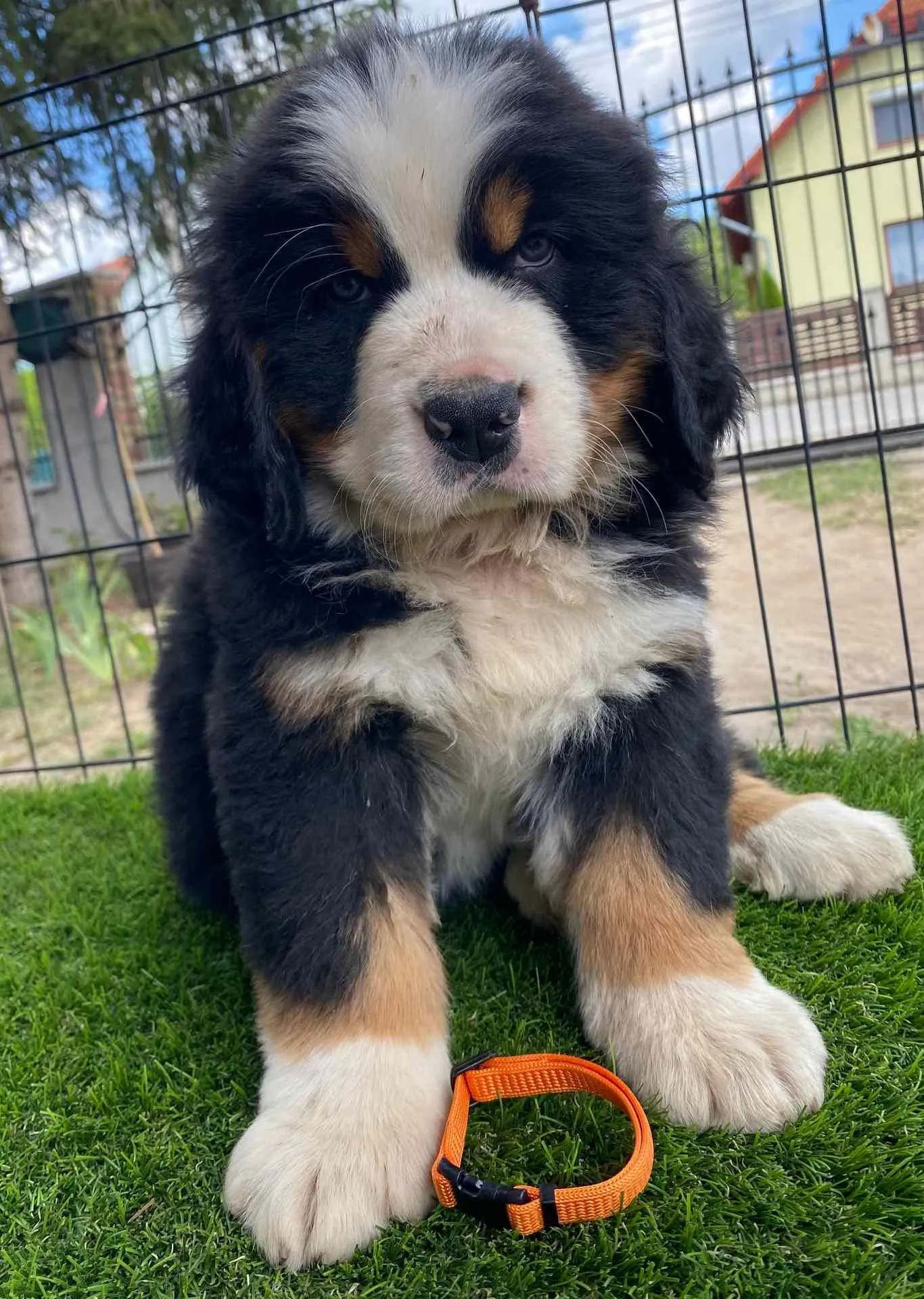 Oberon Koda