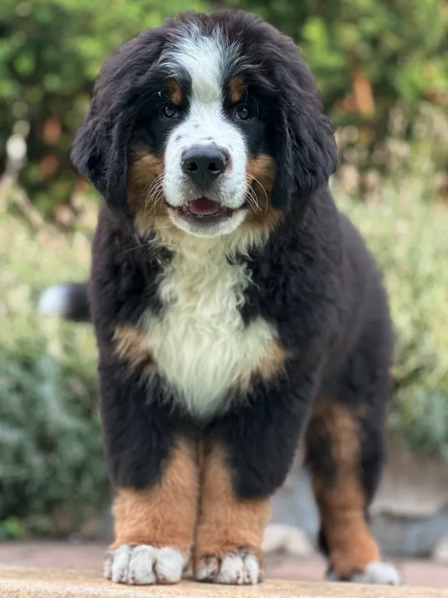 Pumba